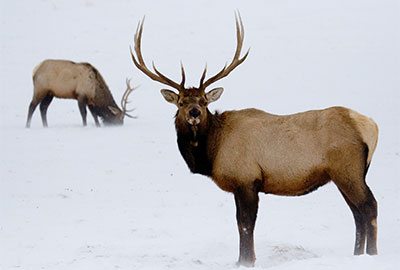 Wildlife-Tours Wildlife-Tours