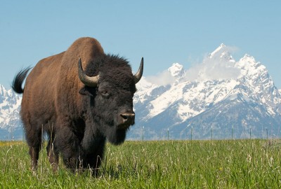 Bison-Tetons Bison-Tetons