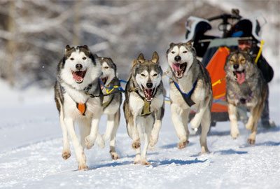 Dogsled Dogsled