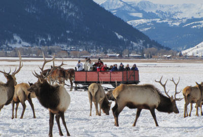 Elk Refuge Sleigh Ride 4 Elk Refuge Sleigh Ride 4
