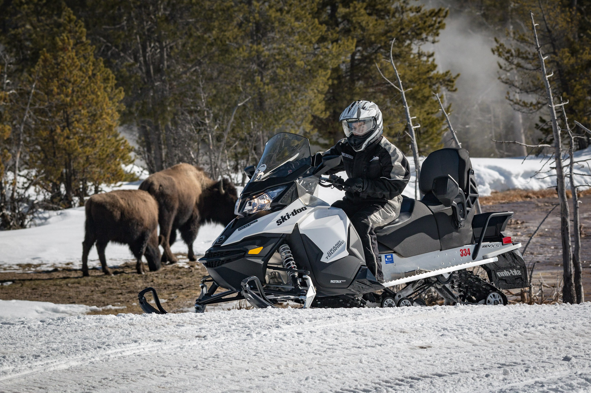 Man snowmobiling in the snow near a moose and bison in the forest