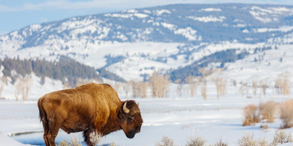 Bison standing in the winter snow in the mountains