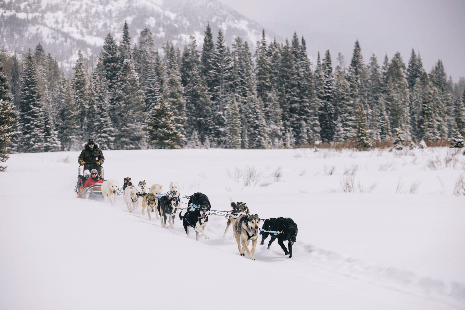 Dog Sledding in Jackson Hole: Rustic Inn Adventures