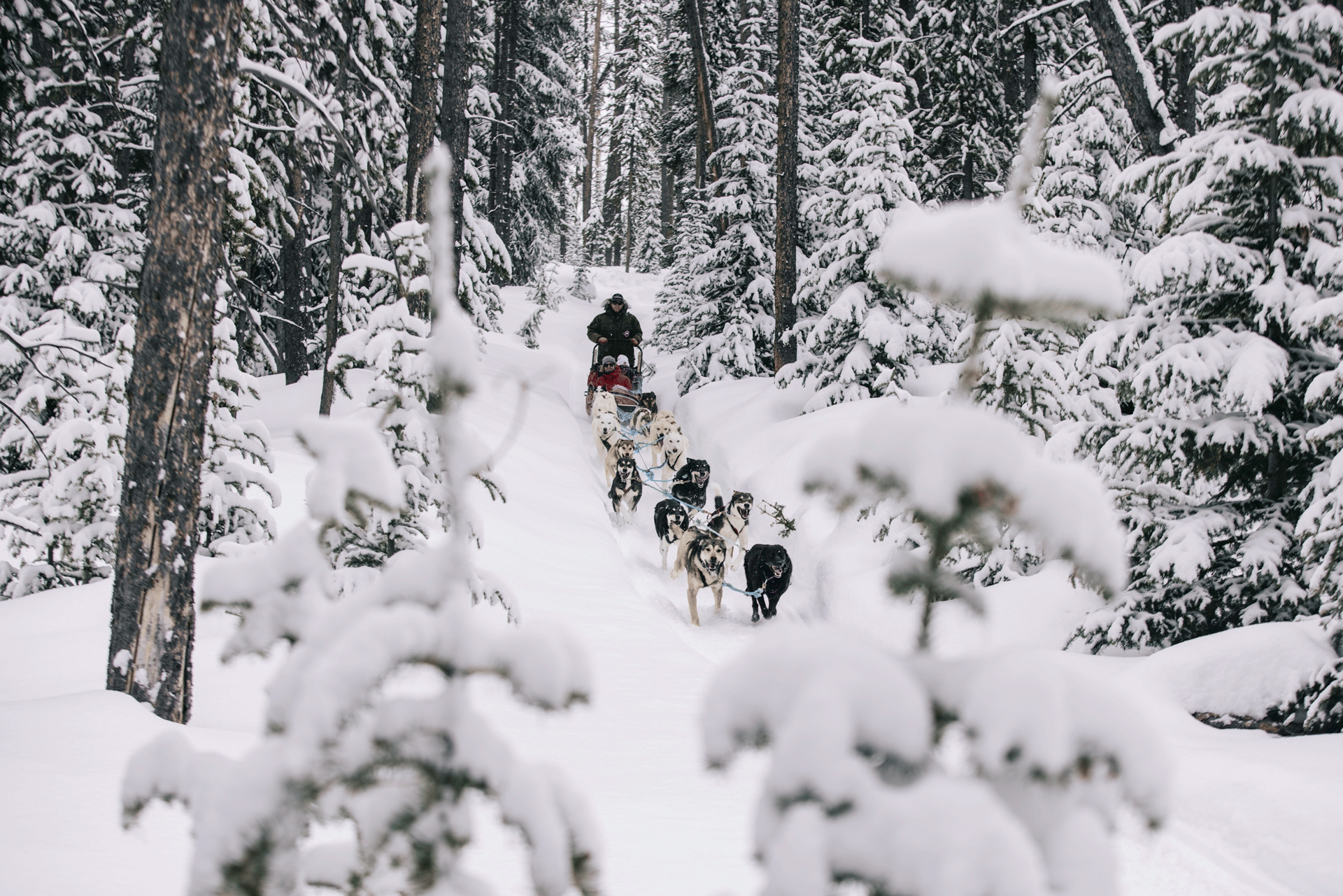 Dogsledding-3-web