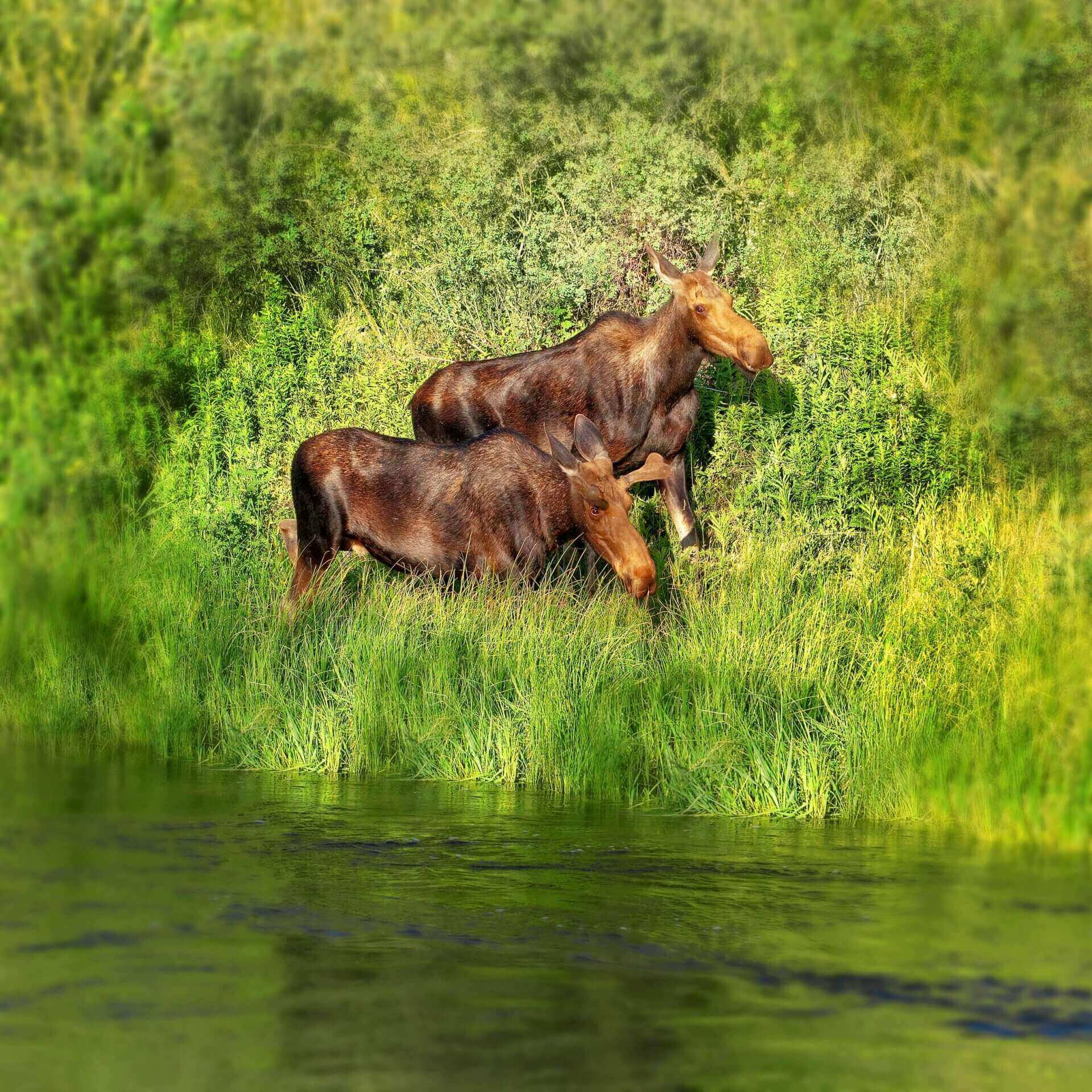 two young moose walking in tall grass by river