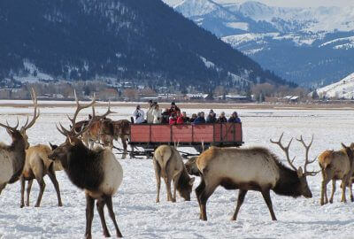 vacationers in winter in a horse drawn sleigh watching a herd of elk