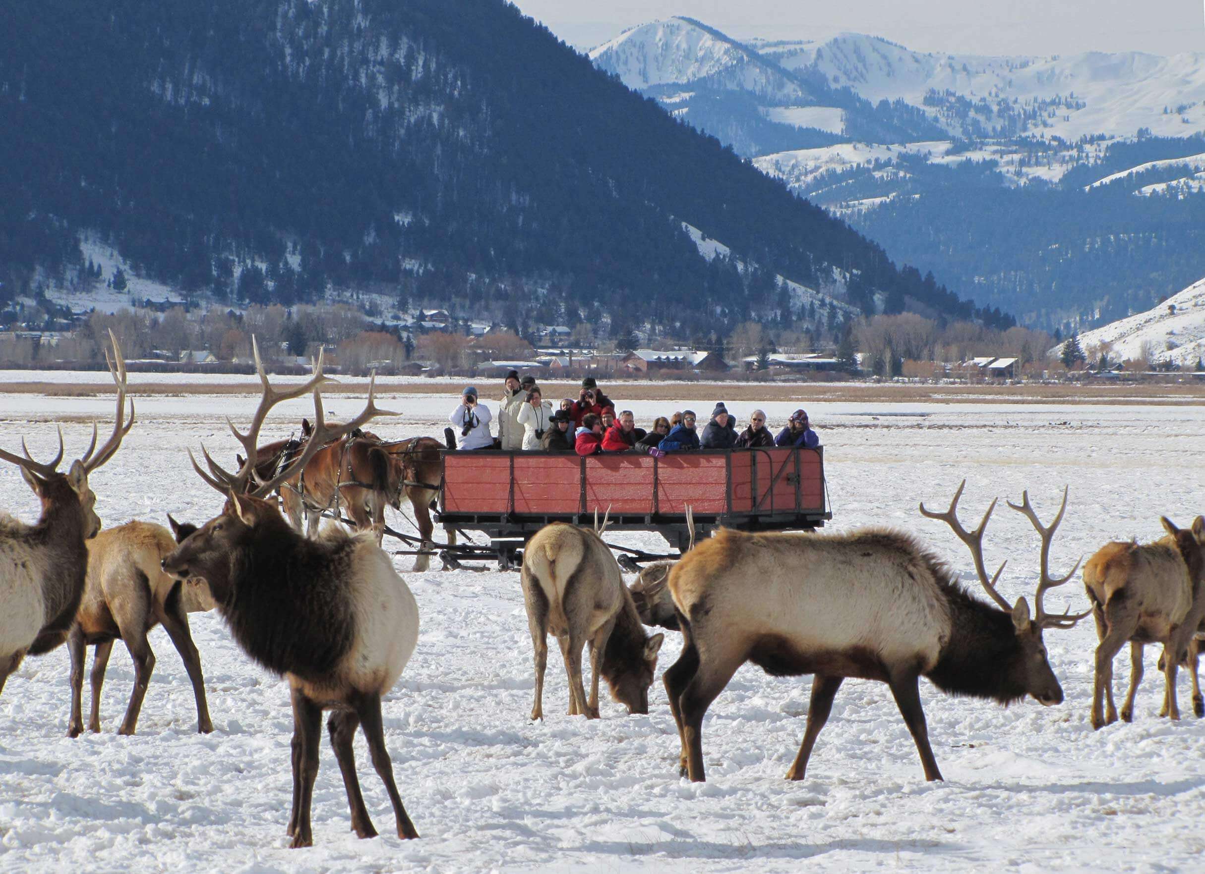 vacationers in winter in a horse drawn sleigh watching a herd of elk