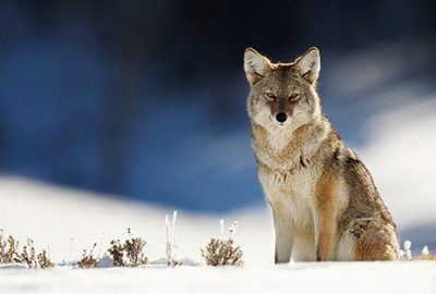 Winter Wildlife Safaris coyote sitting in snow