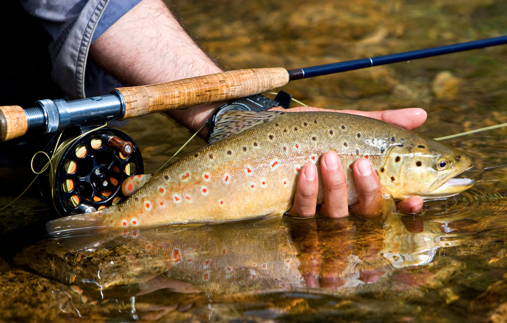 man's hand holding trout in river with fly fishing pole