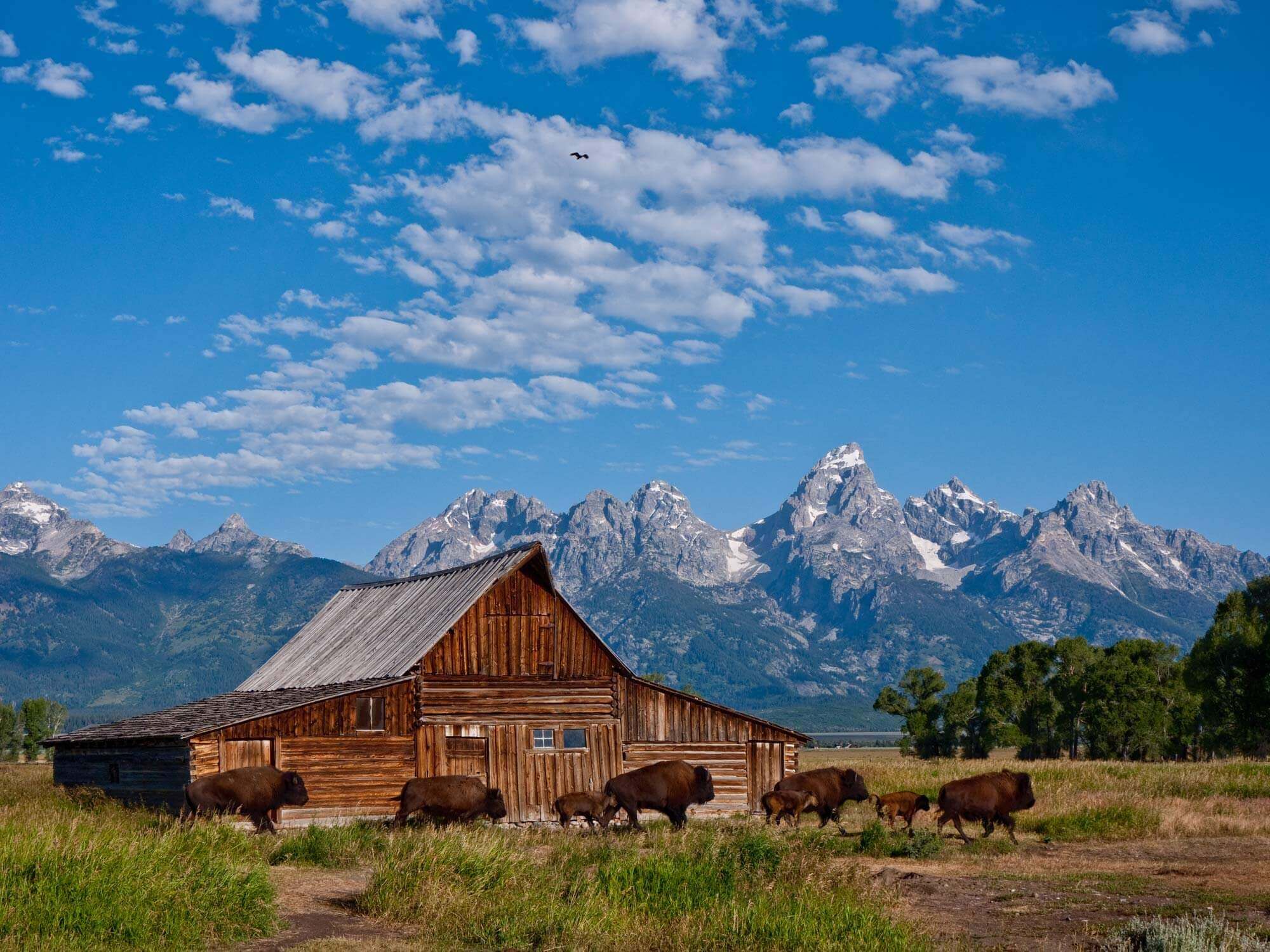 old barn in summertime with mountains in background and buffalo crossing in front