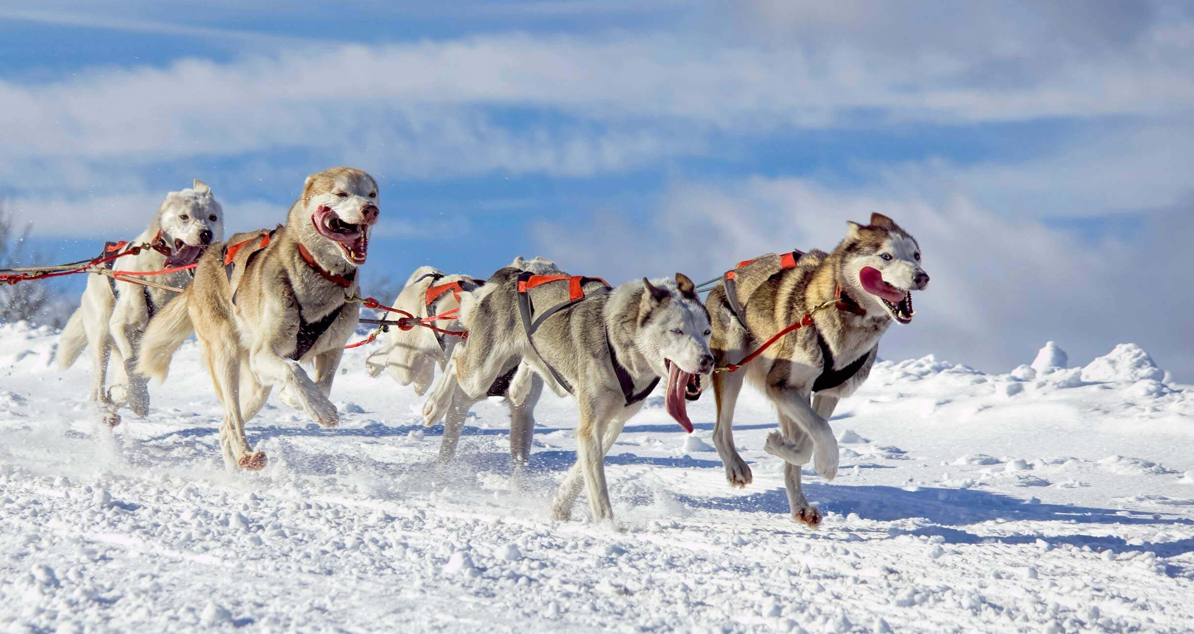 dog sled team running through snow