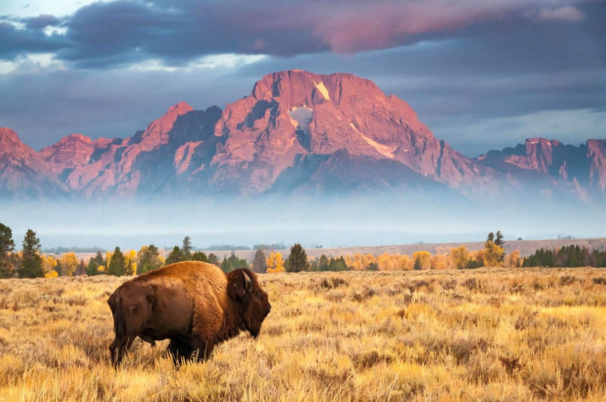 What Is Jackson Hole Wyoming Famous For Rustic Inn At JH