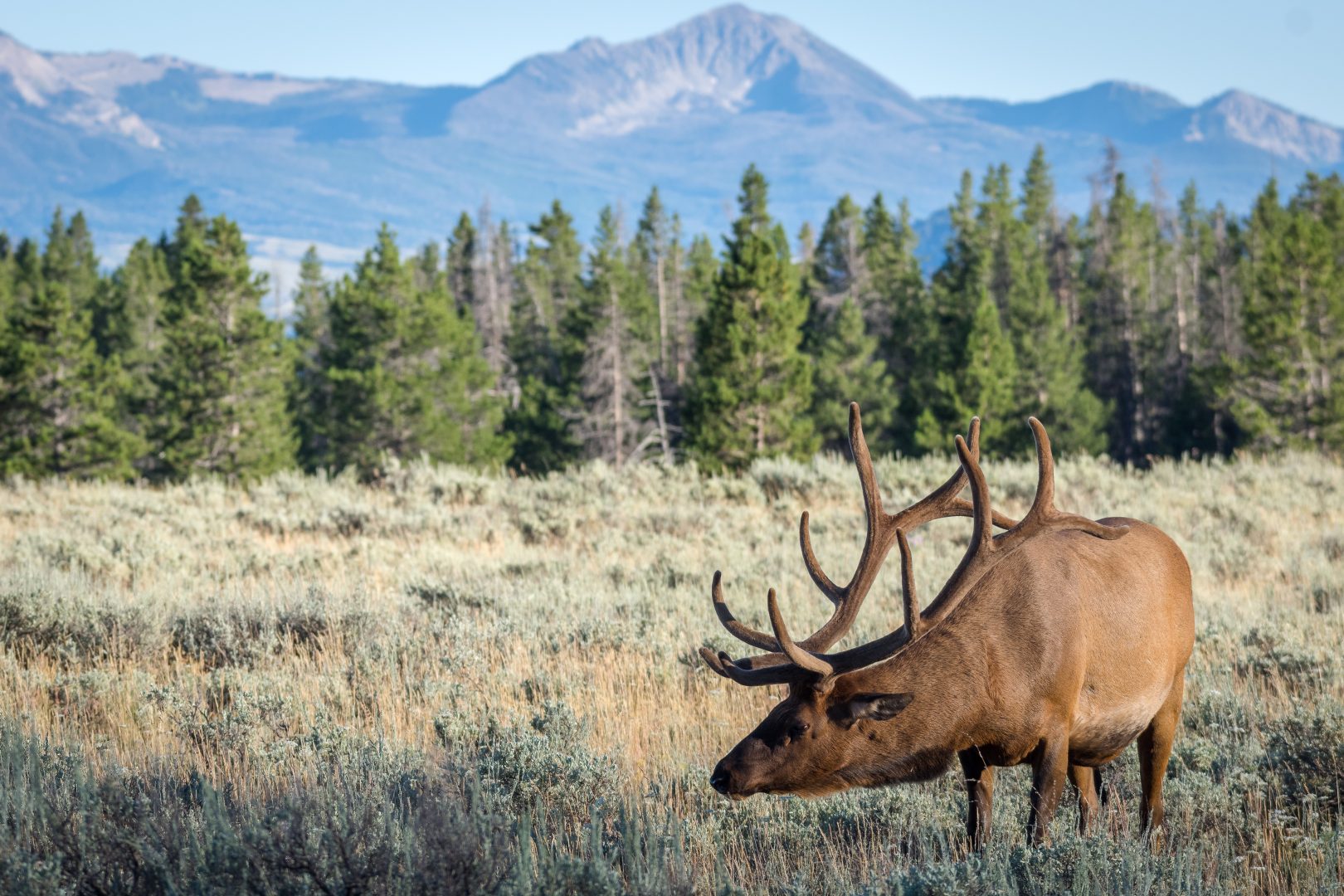 large elk in field with pine trees and mountains in background