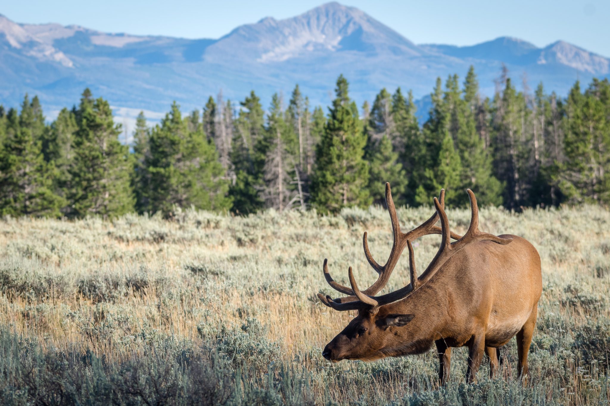 Best Place to See Moose Near the Grand Tetons Rustic Inn at JH