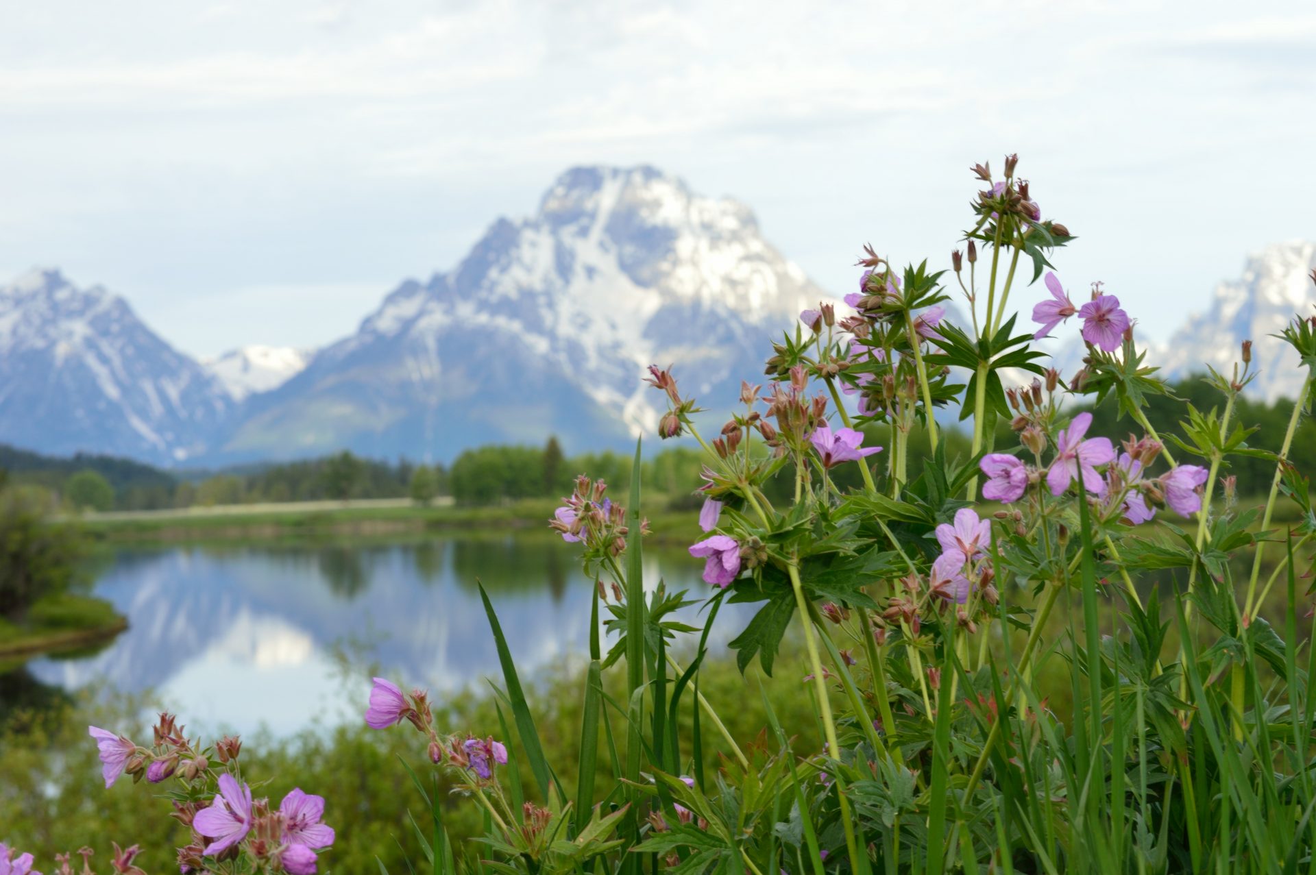 close up of pink wildflowers with mountains in background