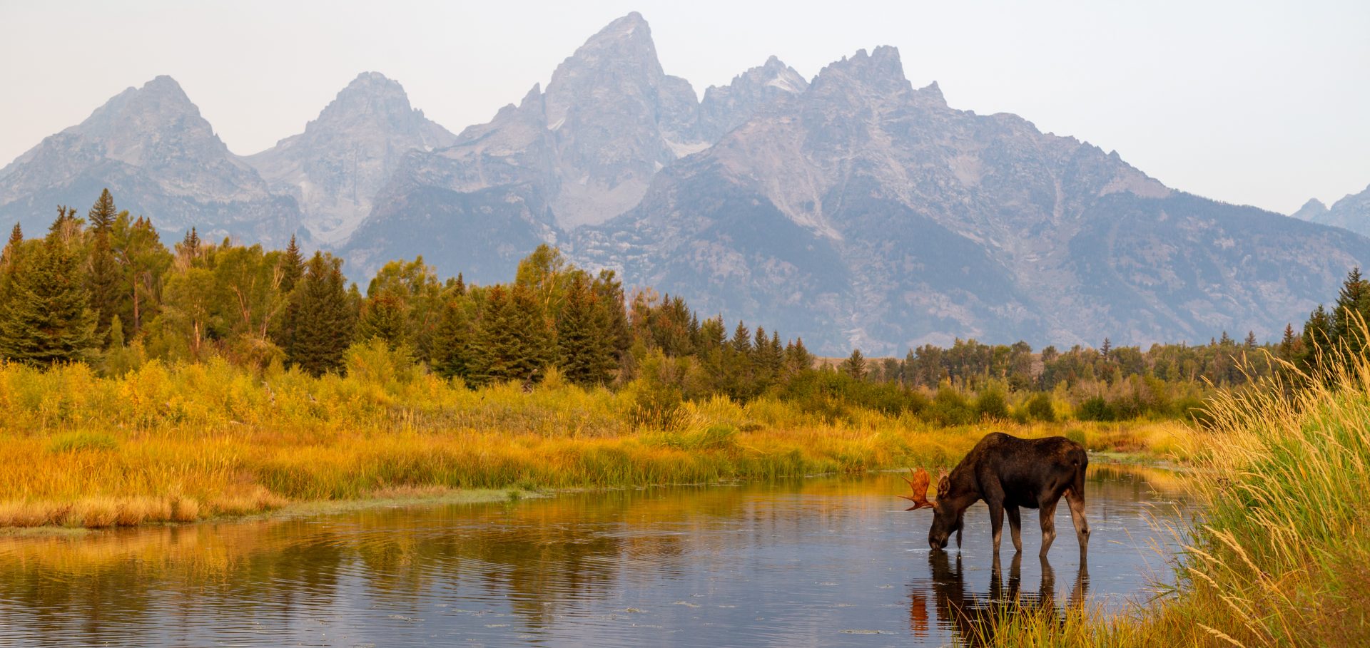 Wild bull moose in the Snake River in Grand Teton National Park, Wyoming USA