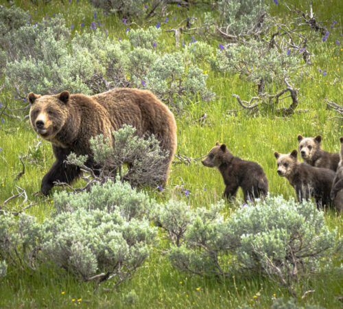 399 and her four grizzly cubs Mother grizzly 399 and her four cubs