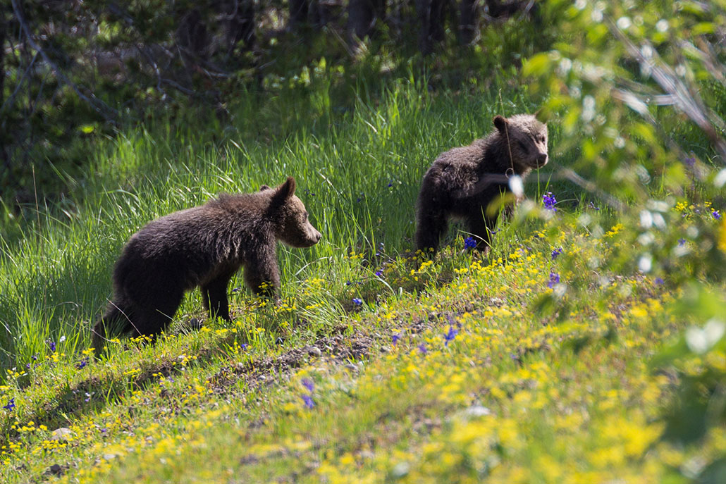 baby bears grazing in the grass in Yellowstone National Park